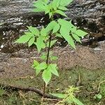 Bidens frondosa Foglia