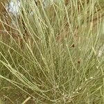 Retama monosperma Leaf