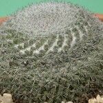 Mammillaria haageana Hábitos