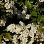 Crataegus monogynaFlower