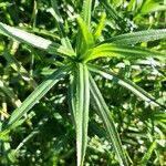 Achillea ptarmicaLeaf