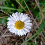 Bellis sylvestrisFlower