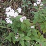 Stevia ovata Plante entière