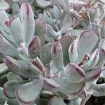 Cotyledon orbiculata Deilen