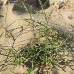 Cakile maritima 葉