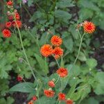 Emilia coccinea Flower