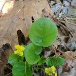 Viola rotundifolia 葉