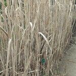 Miscanthus × longiberbis Bark