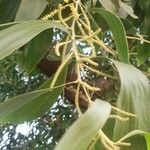 Acacia mangium Кветка