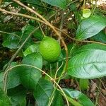Citrus × aurantiifolia Fruit