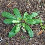 Hypochaeris glabra Leaf