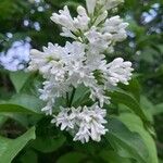 Syringa josikaea Flower