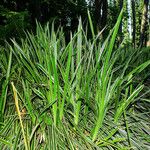 Carex morrowii आदत