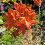 Rhododendron calendulaceum Blomma