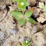 Androsace maxima Likasa