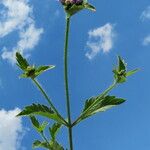 Praxelis clematidea Habit