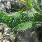 Hieracium villosum Leaf