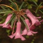 Rhododendron abietifolium