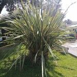 Phormium tenax Blad