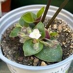 Tradescantia cerinthoidesFlower