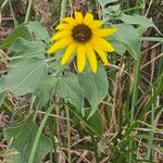 Helianthus petiolarisFeuille