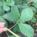 Crotalaria pallida পাতা