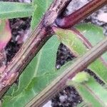 Picris hieracioides 树皮