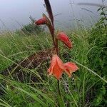 Gladiolus dalenii Habitus