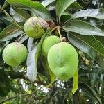 Mangifera indica Fruitua