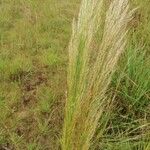 Loudetia phragmitoides Folha