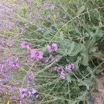 Moricandia moricandioides Flor