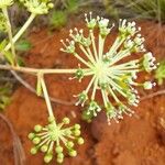Myodocarpus fraxinifolius Flor