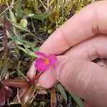 Primula rosea 花
