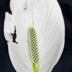 Spathiphyllum montanum