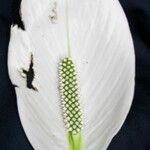Spathiphyllum montanum Çiçek