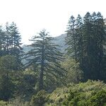 Pseudotsuga macrocarpa Yaprak