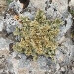 Verbascum undulatum Leaf