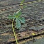 Potentilla anglica पत्ता