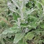 Verbascum pulverulentum Leaf