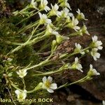 Saxifraga muscoides Mosusu