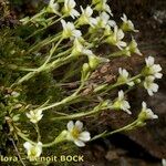 Saxifraga muscoides Anders