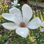 Magnolia salicifolia Цвят
