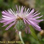 Volutaria muricata Blomma