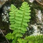 Woodsia ilvensis 葉