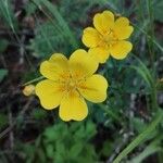 Potentilla aureaFlower