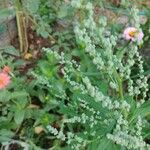 Chenopodium albumFlor