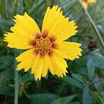 Coreopsis grandiflora ফুল