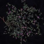 Argyrolobium roseum Hábito