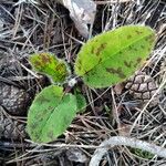 Hieracium maculatum Fuelha