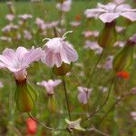 Vaccaria hispanica その他の提案